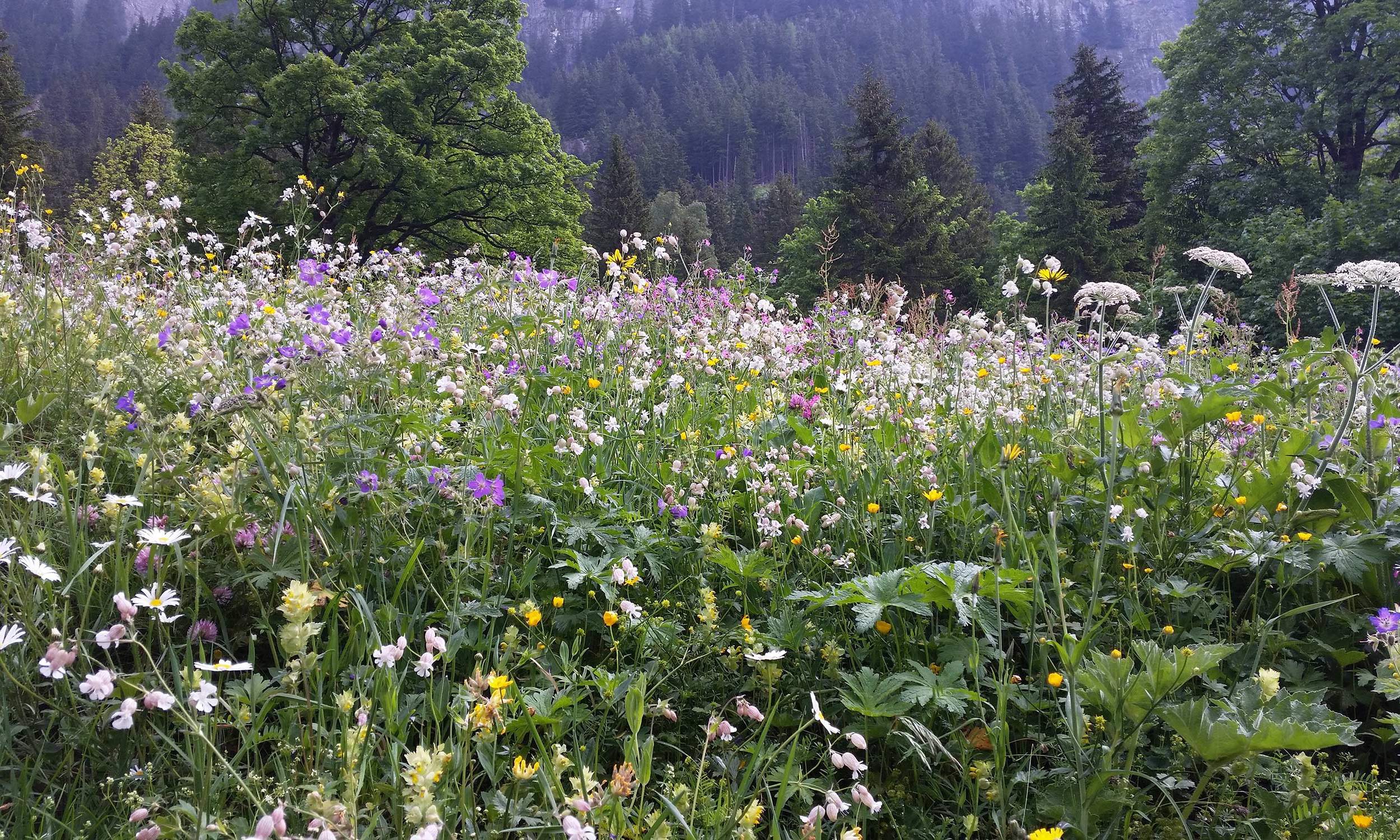 paul minder Gartenbau Bern Neubepflanzung