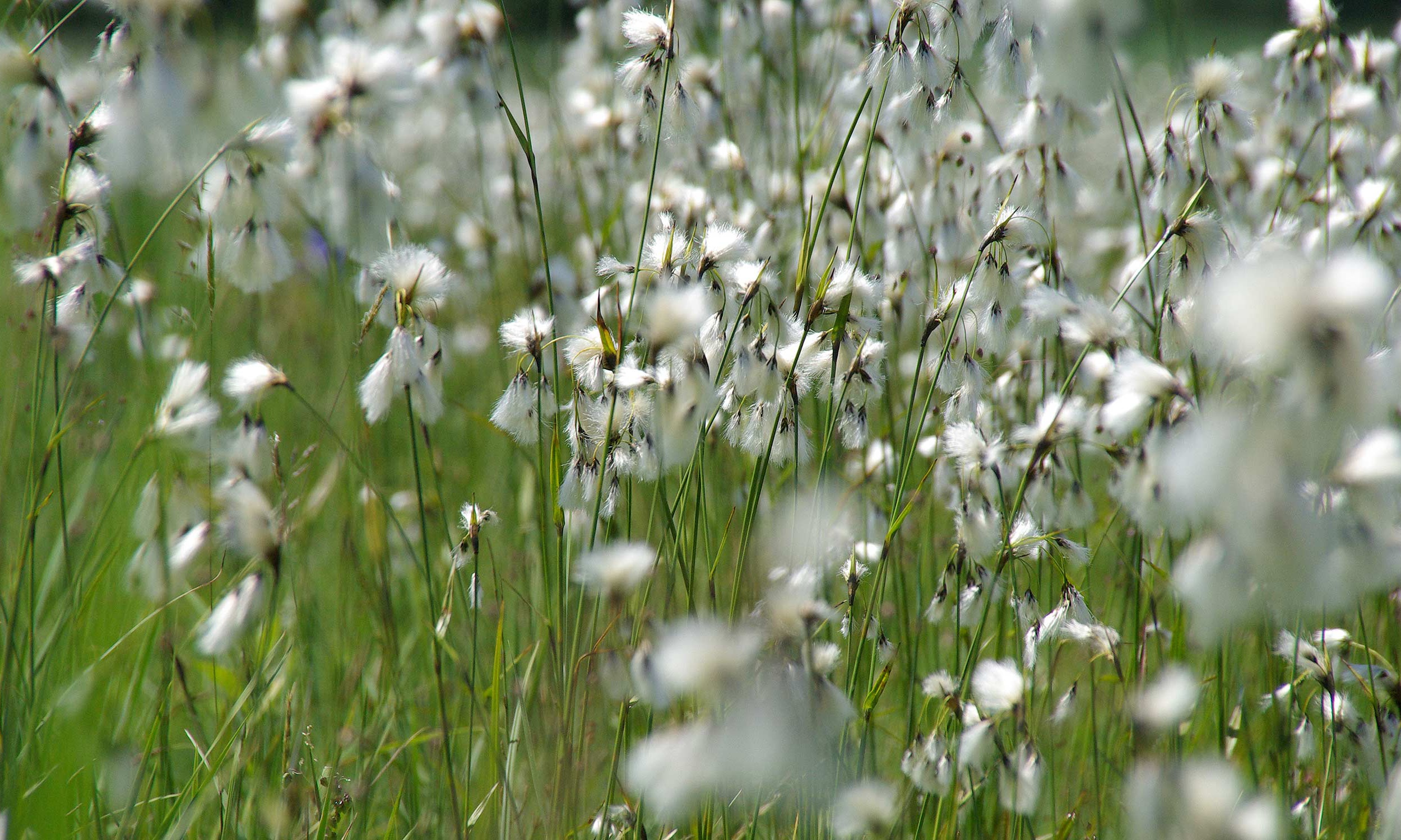 paul minder Gartenbau Bern Neubepflanzung