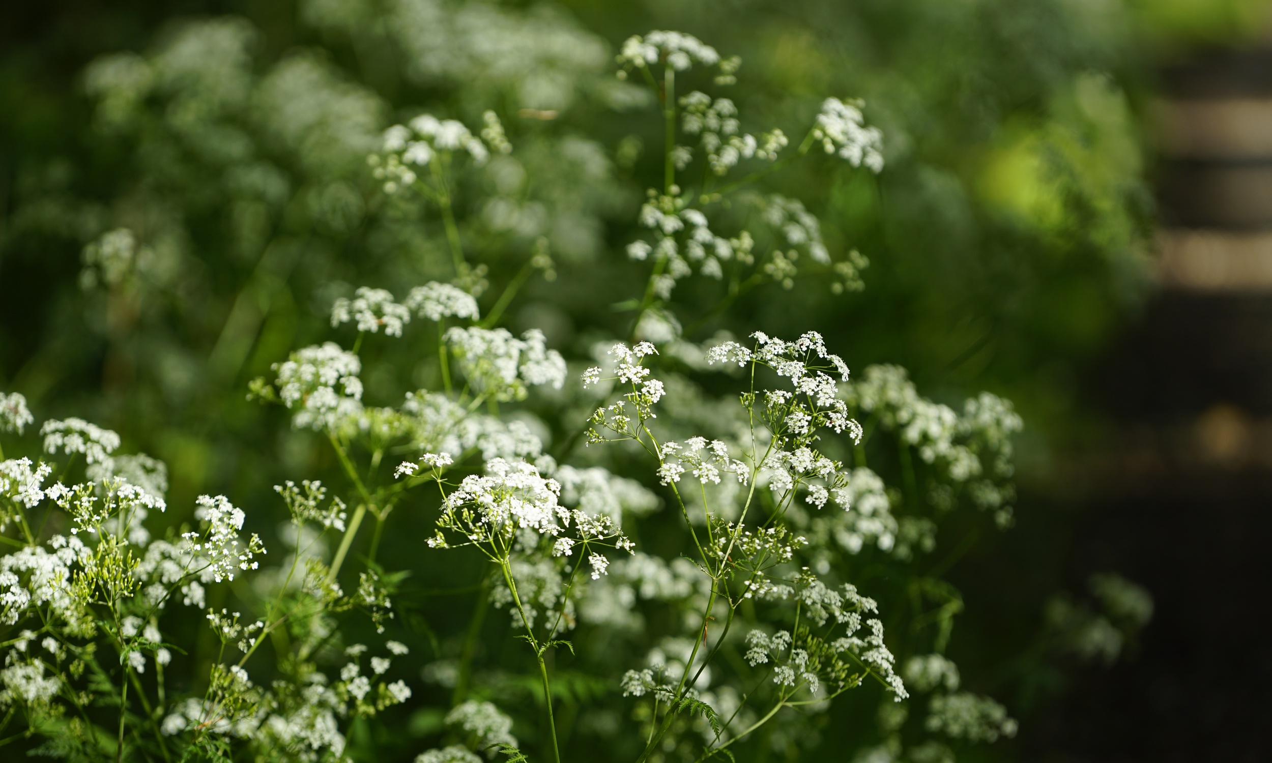 Minder Gartenbau Ag