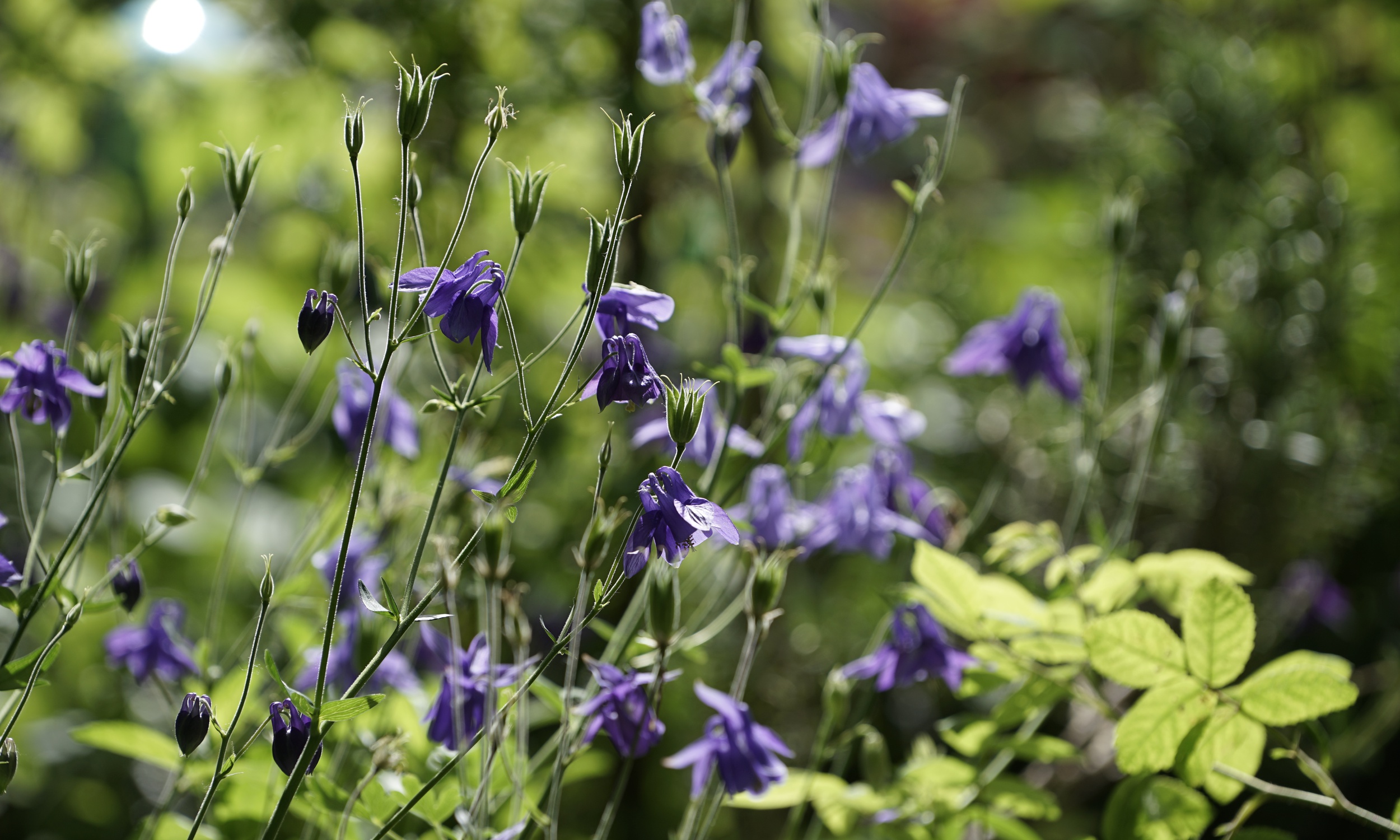 Minder Gartenbau Ag